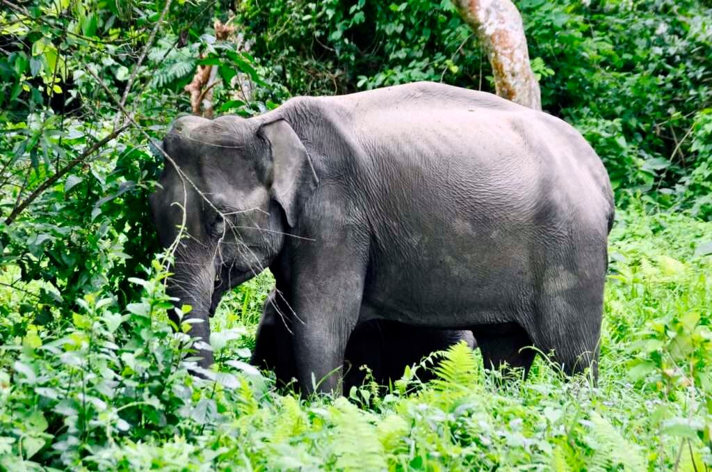 Nameri National Park: Where Elephants Roam