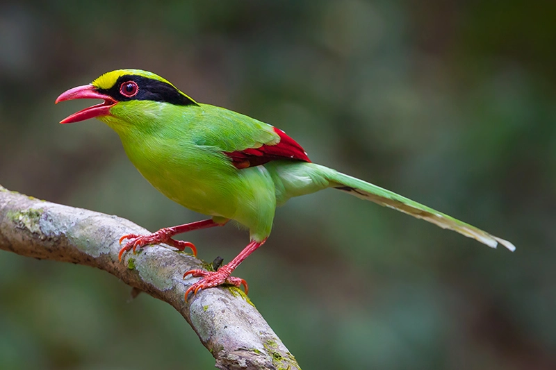 Dibru-Saikhowa National Park: A Birdwatcher's Paradise